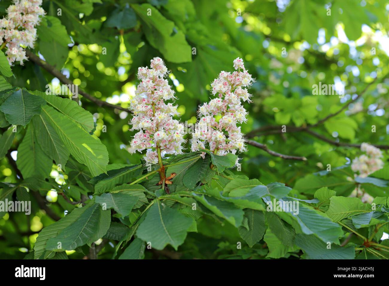 Cavallo Castagno albero fiore (Aesculus hippocastanum) Foto Stock