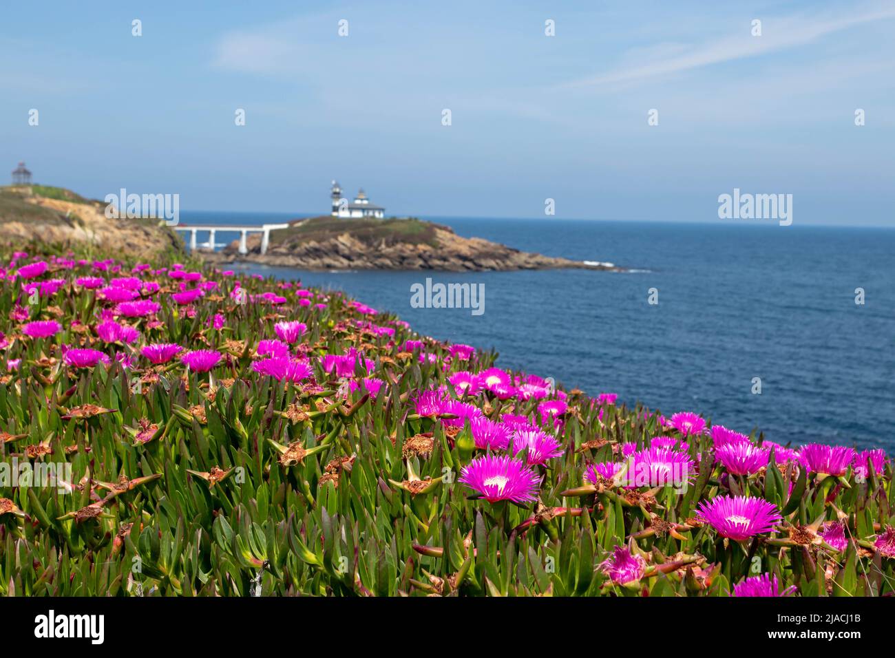 Carpobrotus edulis o hottentot-fico o acidato o pianta di ghiaccio o strada di ghiaccio pianta con fiori rosa brillante vicino al faro di Ribadeo, Galizia, Spagna Foto Stock