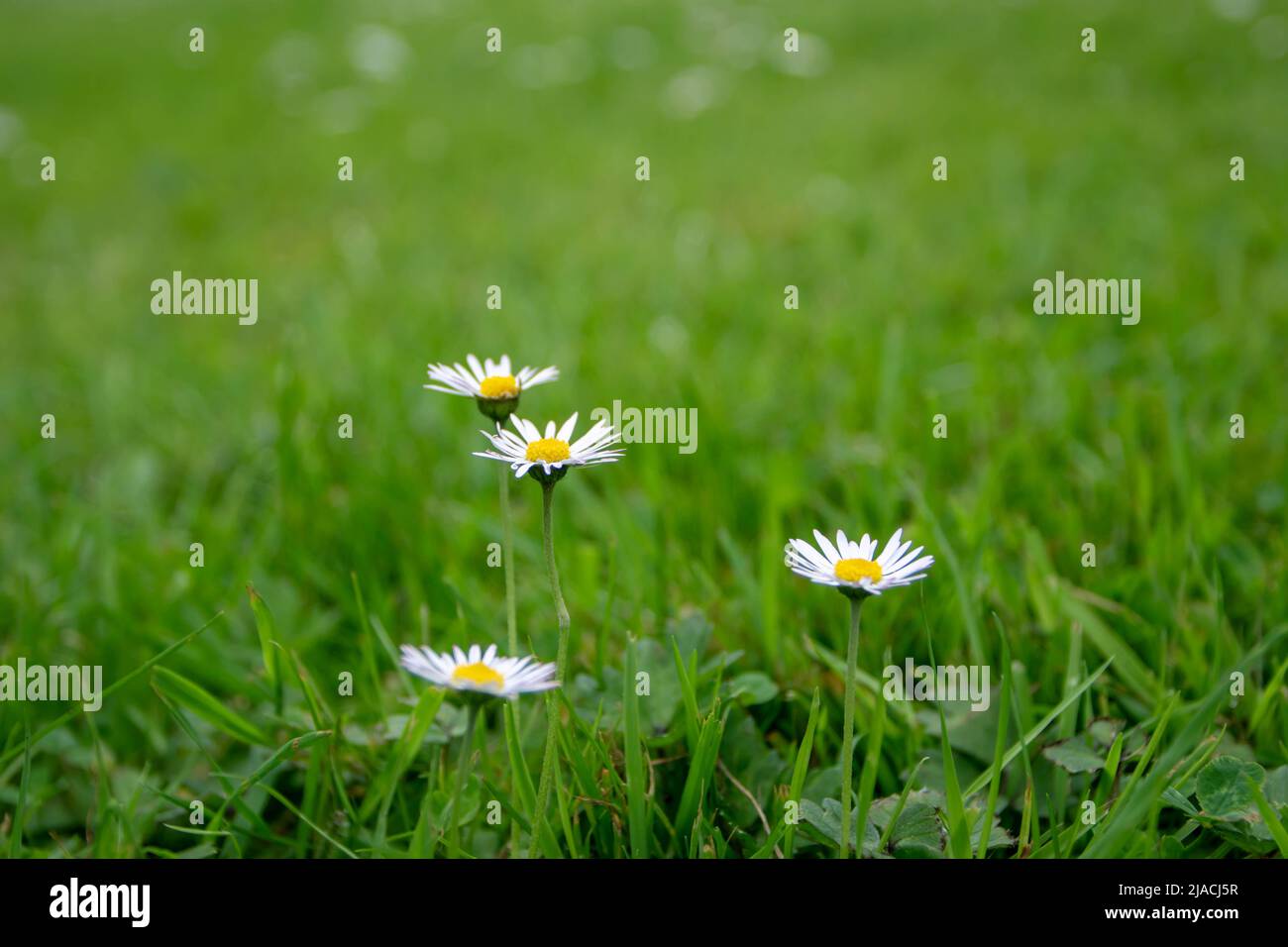Daisy o bellis perennis fiori bianchi con centro giallo sul prato verde in primavera Foto Stock