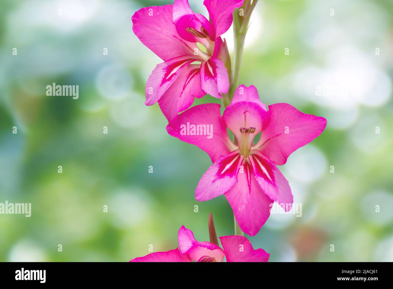 Gladiolus communis o gladiolus orientale o comune mais-bandiera fiori rosa brillante sullo sfondo nero bokeh verde Foto Stock