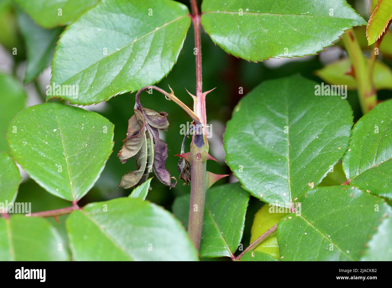 Rose Borer Ardis pallipes o brunnivestris sawflie. Le larve di questo parassita vivono all'interno dei giovani germogli della rosa. Foto Stock