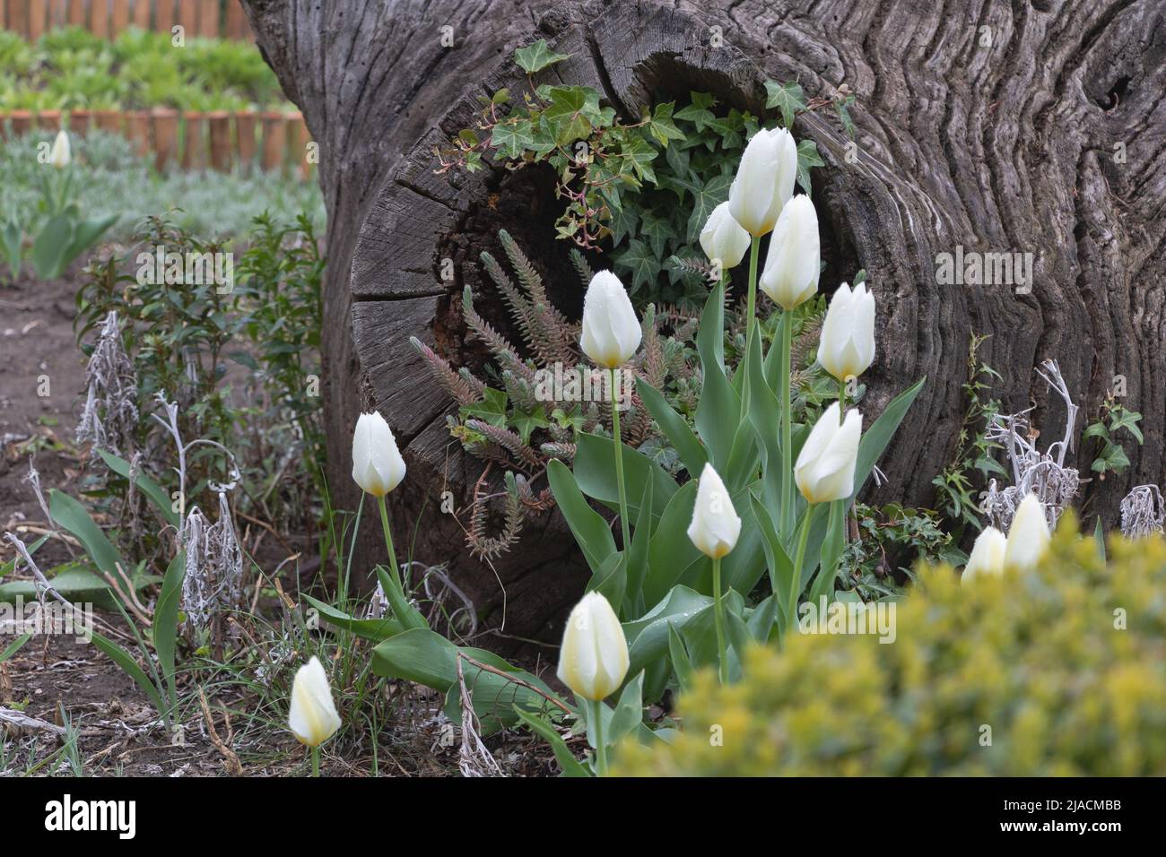 Tulipani bianchi in fiore nel giardino - concetto per la cura Foto Stock