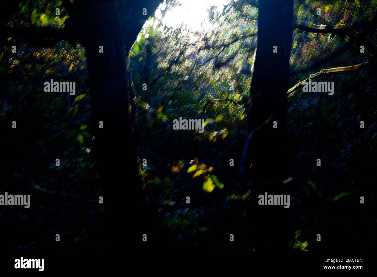 Padley Gorge Ancient Woodland, Derbyshire Sheffield South Yorkshire, fotografia della foresta, Forest Floor, Regno Unito Foto Stock