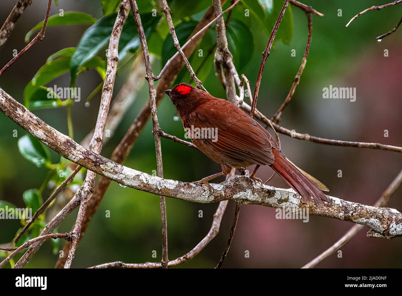 La tanager formica coronata di rosso arroccato mostrando la sua corona rossa Foto Stock