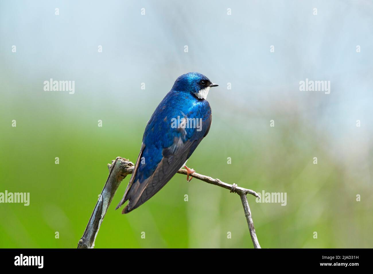 Tree Swallow (Tachycineta bicolore) Foto Stock