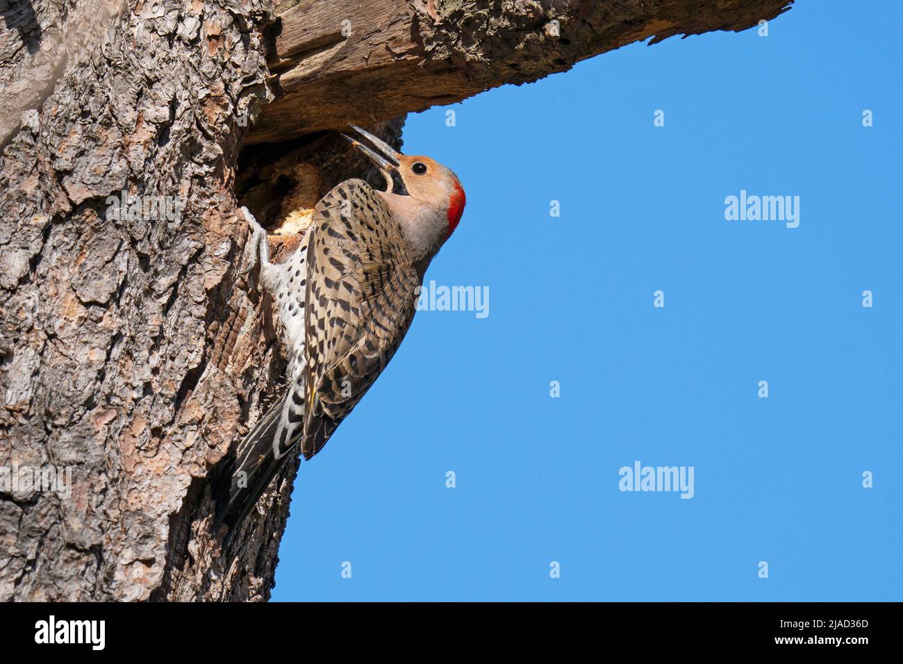 Flicker Settentrionale (Colaptes auratus), Picchio Foto Stock