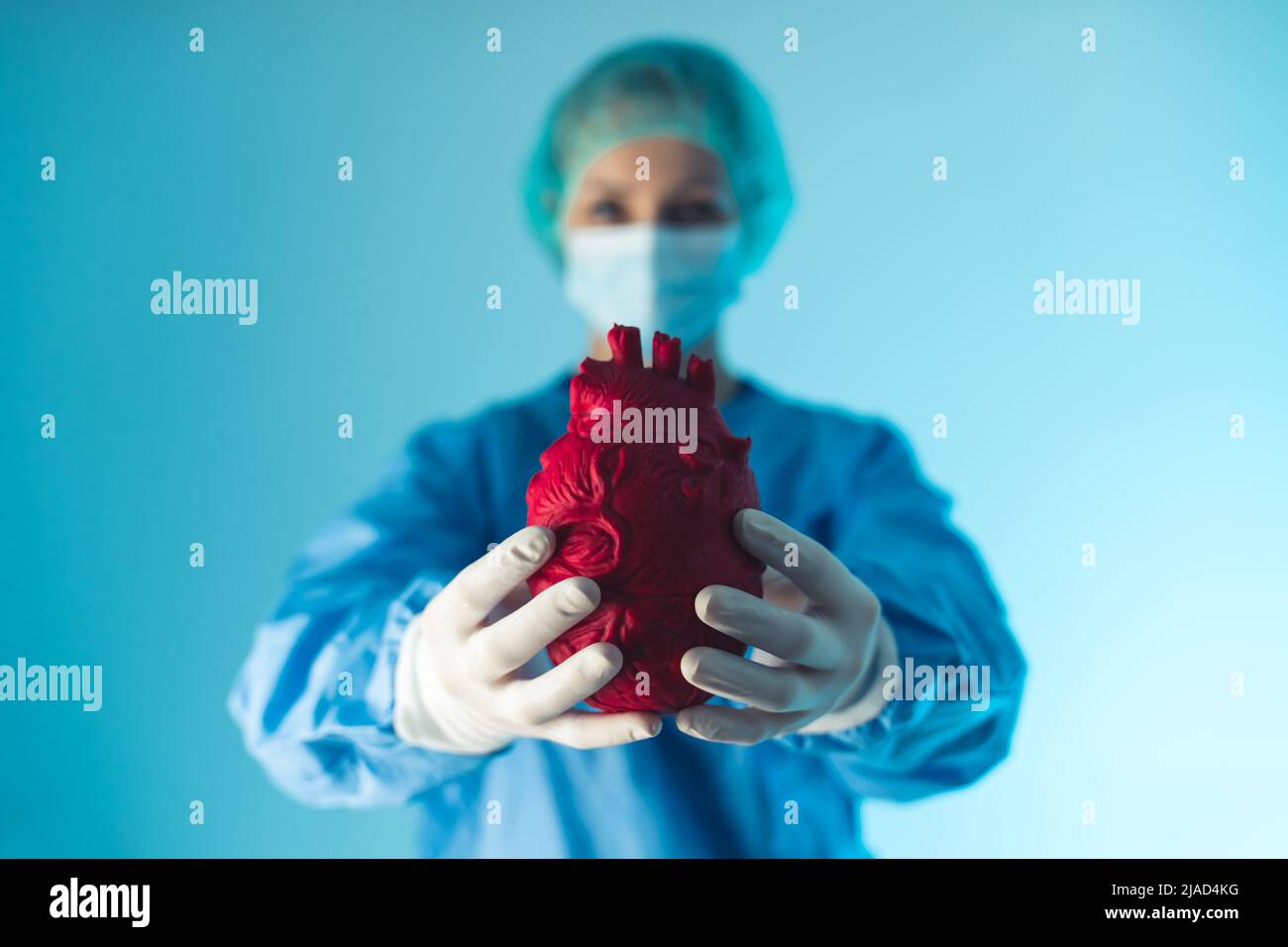 Studio medio girato su sfondo blu di una dottoressa vestita di scrub blu che regge un cuore artificiale rosso scuro. Mettere a fuoco il primo piano. Foto di alta qualità Foto Stock