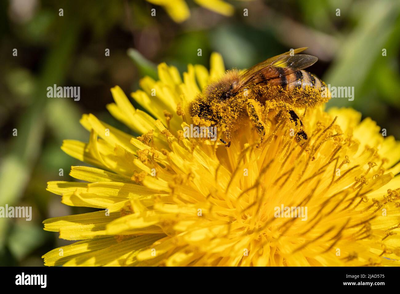 Ape bottinatrice piana di polline di Tarassaco Foto Stock