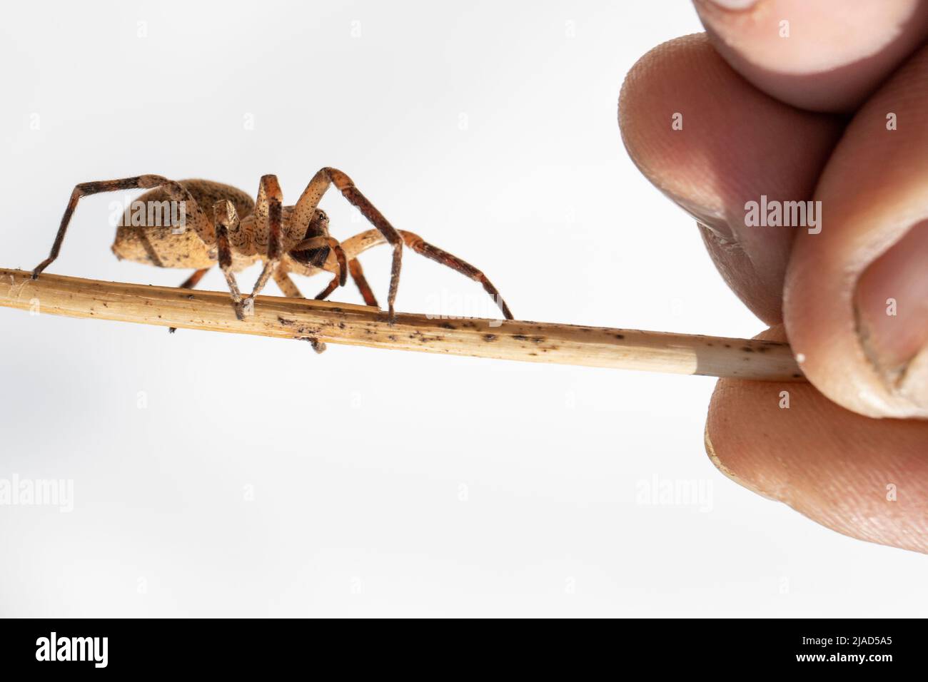 Ragno equilibri che si avvicina tranquillillo alle mie dita. Zoropsis Spinimana Foto Stock