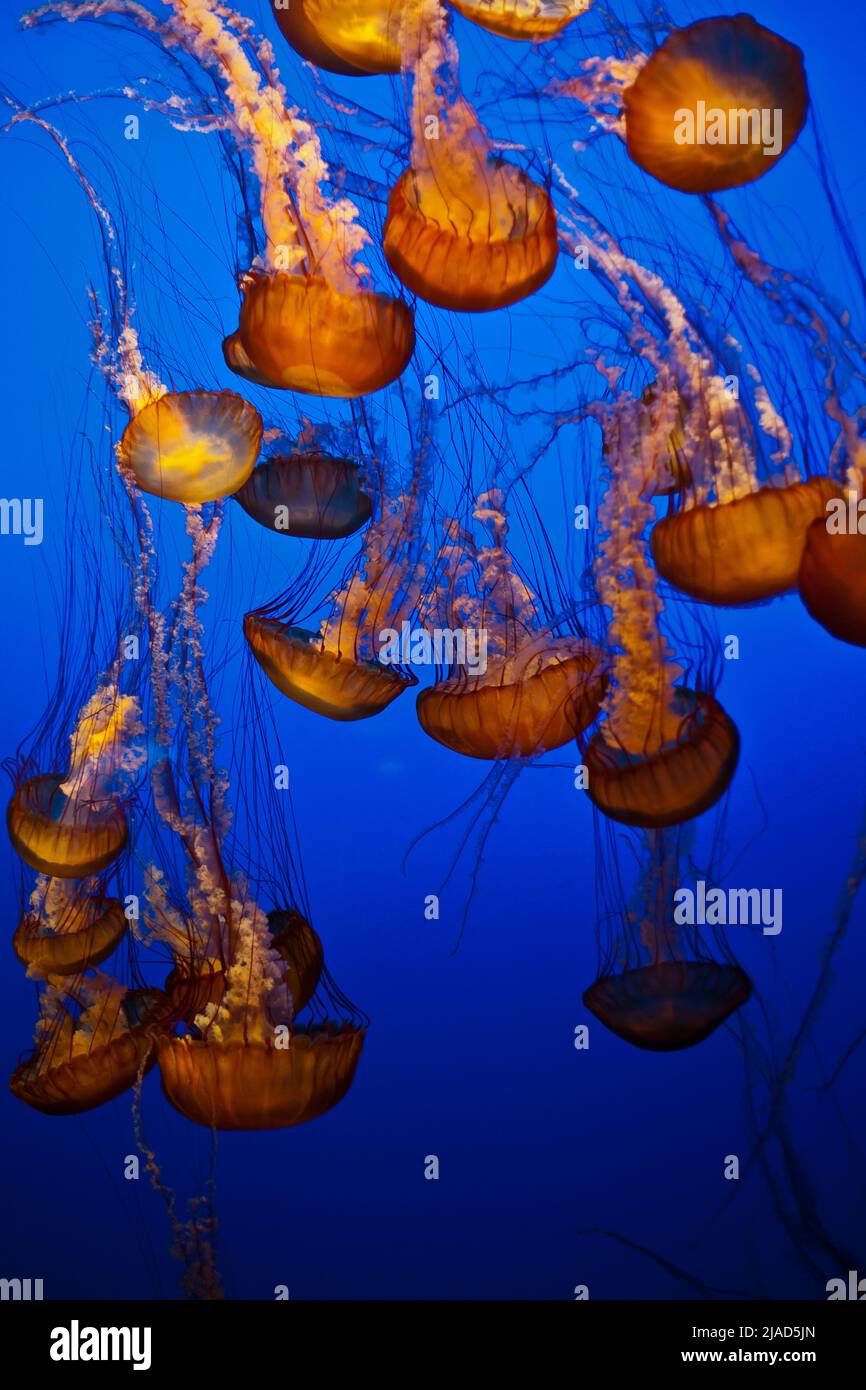 Gruppo di meduse di nettle del Mar Nero, gelatine di mare, nuotare insieme in acque aperte al largo della costa della California meridionale Foto Stock
