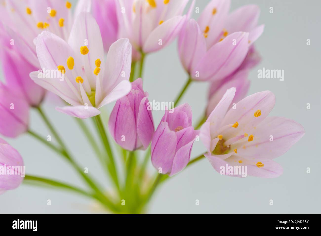 Particolare di piccoli fiori di porro all'aglio (allio) dai colori tenui e dalle tinte gialle Foto Stock