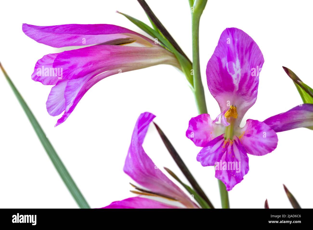 Dettaglio di gigli selvatici viola Foto Stock