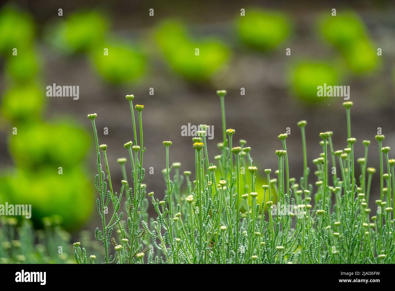 Fiori gialli di santolina o botonera (Santolina sp) nel campo Foto Stock