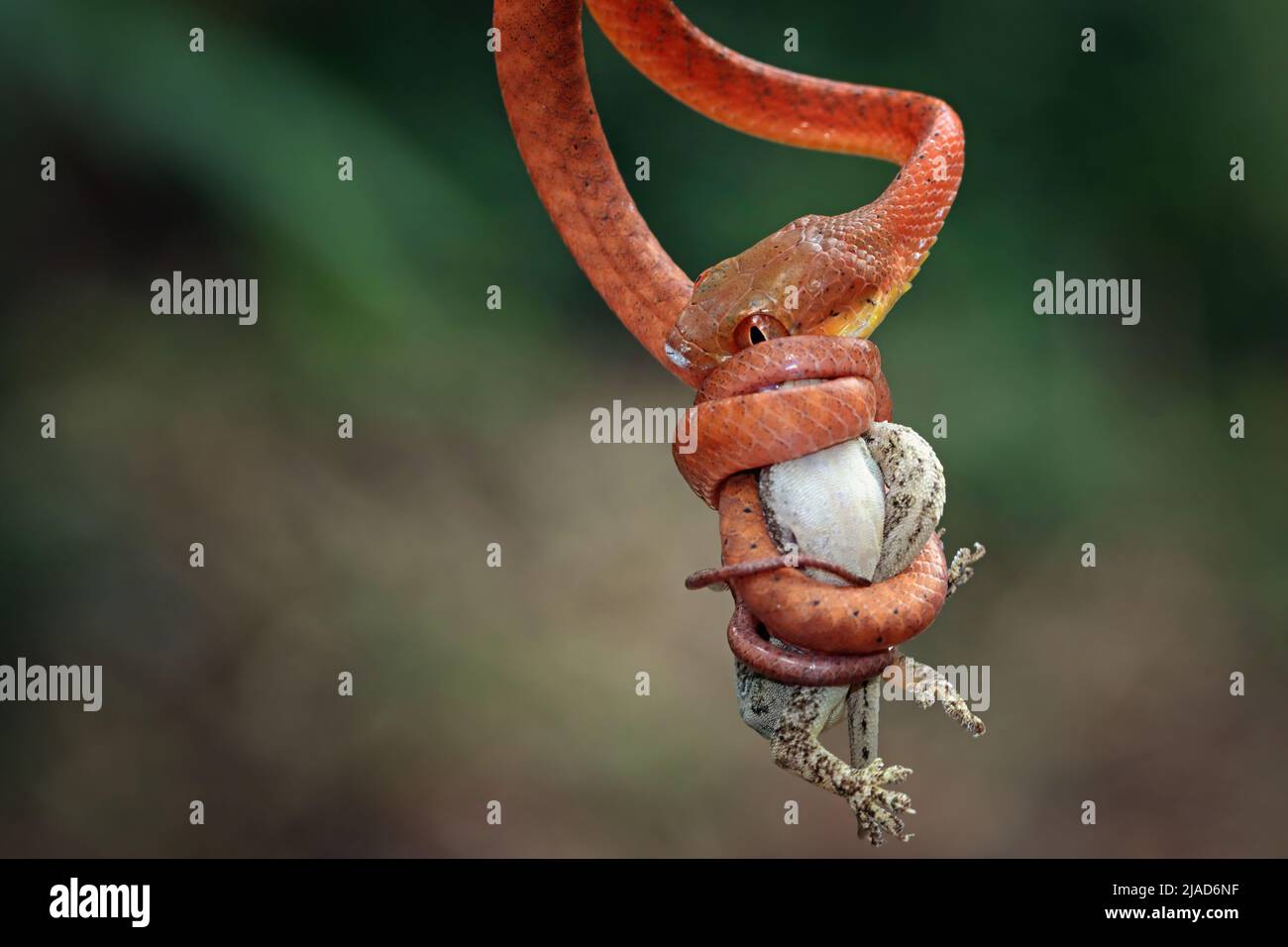 Serpente di boiga rosso giovanile appeso su un ramo che mangia un roditore, Indonesia Foto Stock