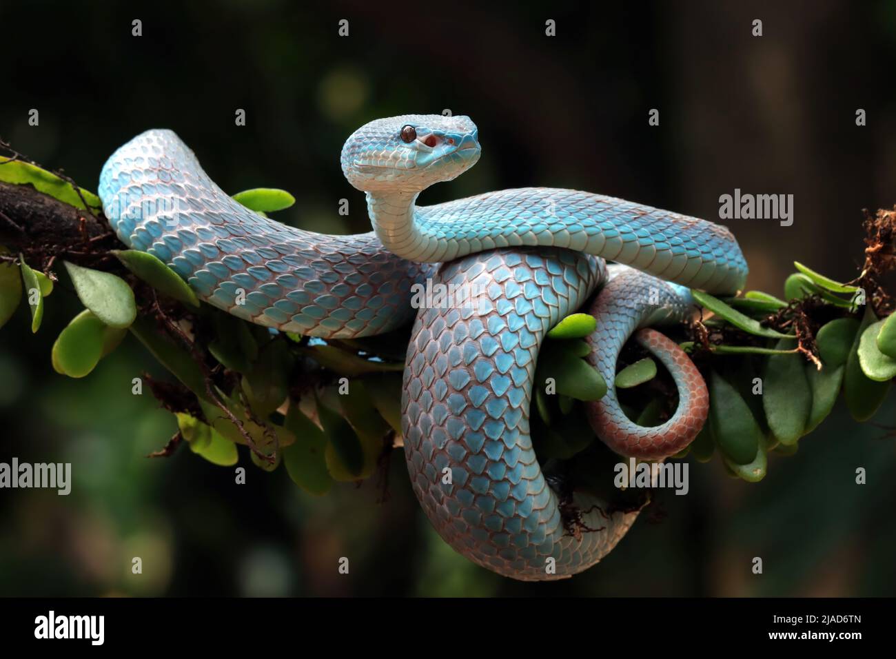 Serpente bianco-lipped isola pit viper su un ramo, Indonesia Foto Stock