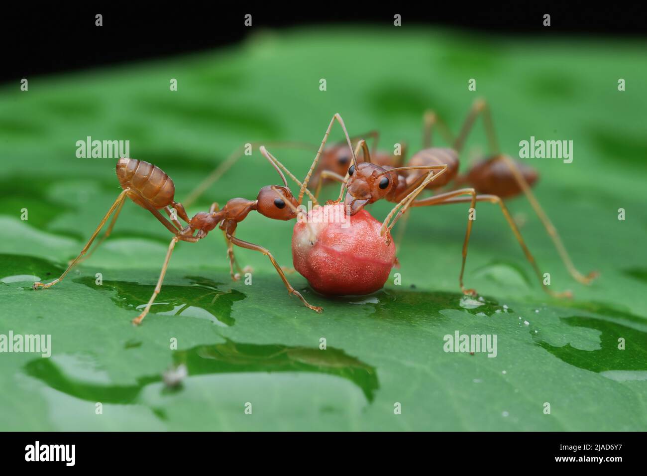 Tre formiche tessitore su una foglia bagnata che mangia una bacca, Indonesia Foto Stock