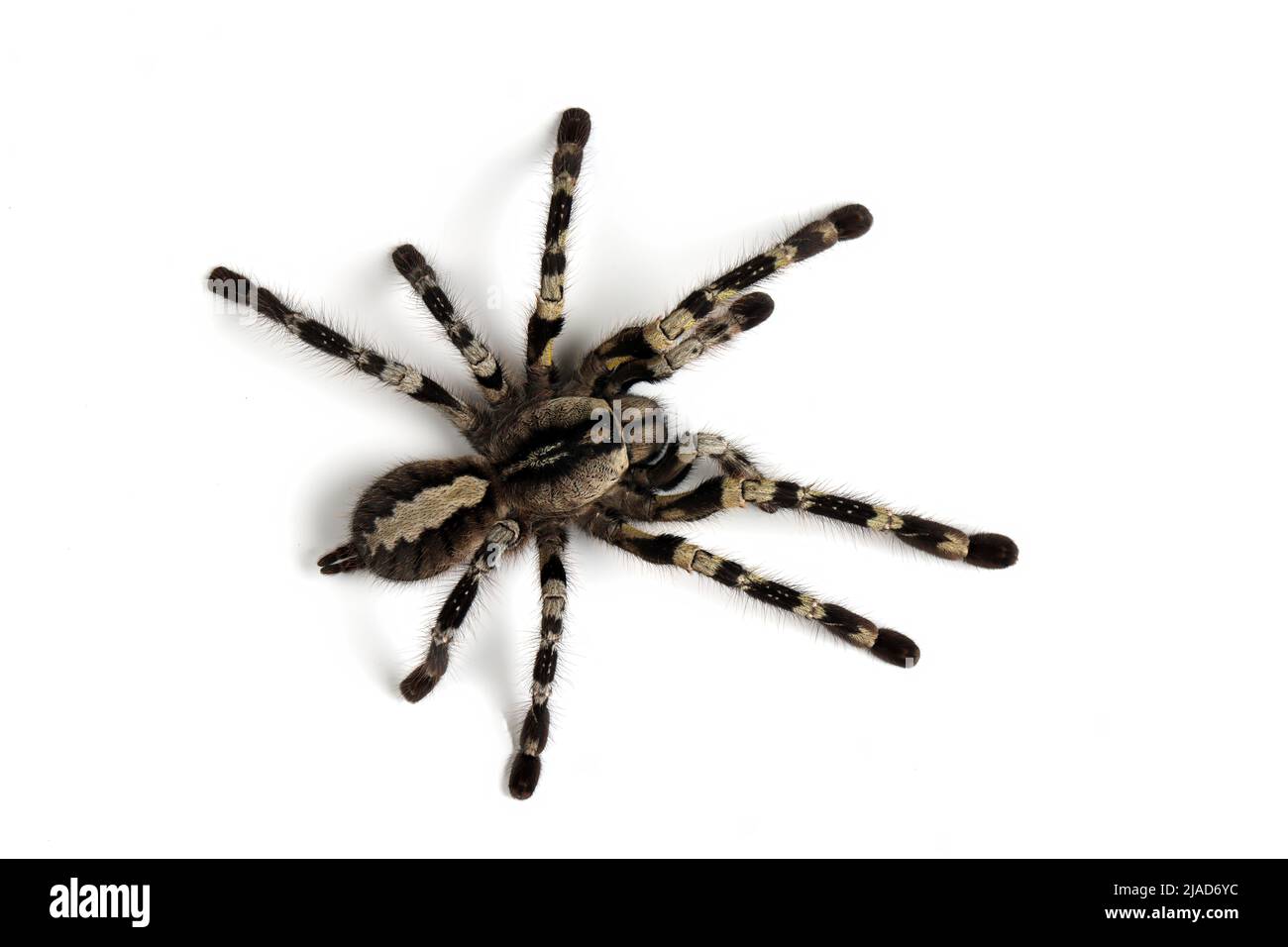 Vista dall'alto di un ragno ornamentale indiano su sfondo bianco Foto Stock