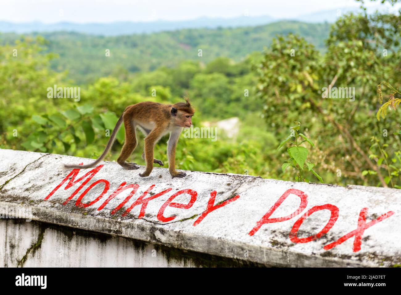 Monkey cammina su un vecchio muro di pietra con la parola dipinta Monkeypox nella foresta pluviale. Varicella scimmia, malattie pericolose si diffonde nel mondo. Concetto di vaiolo, wildlif Foto Stock