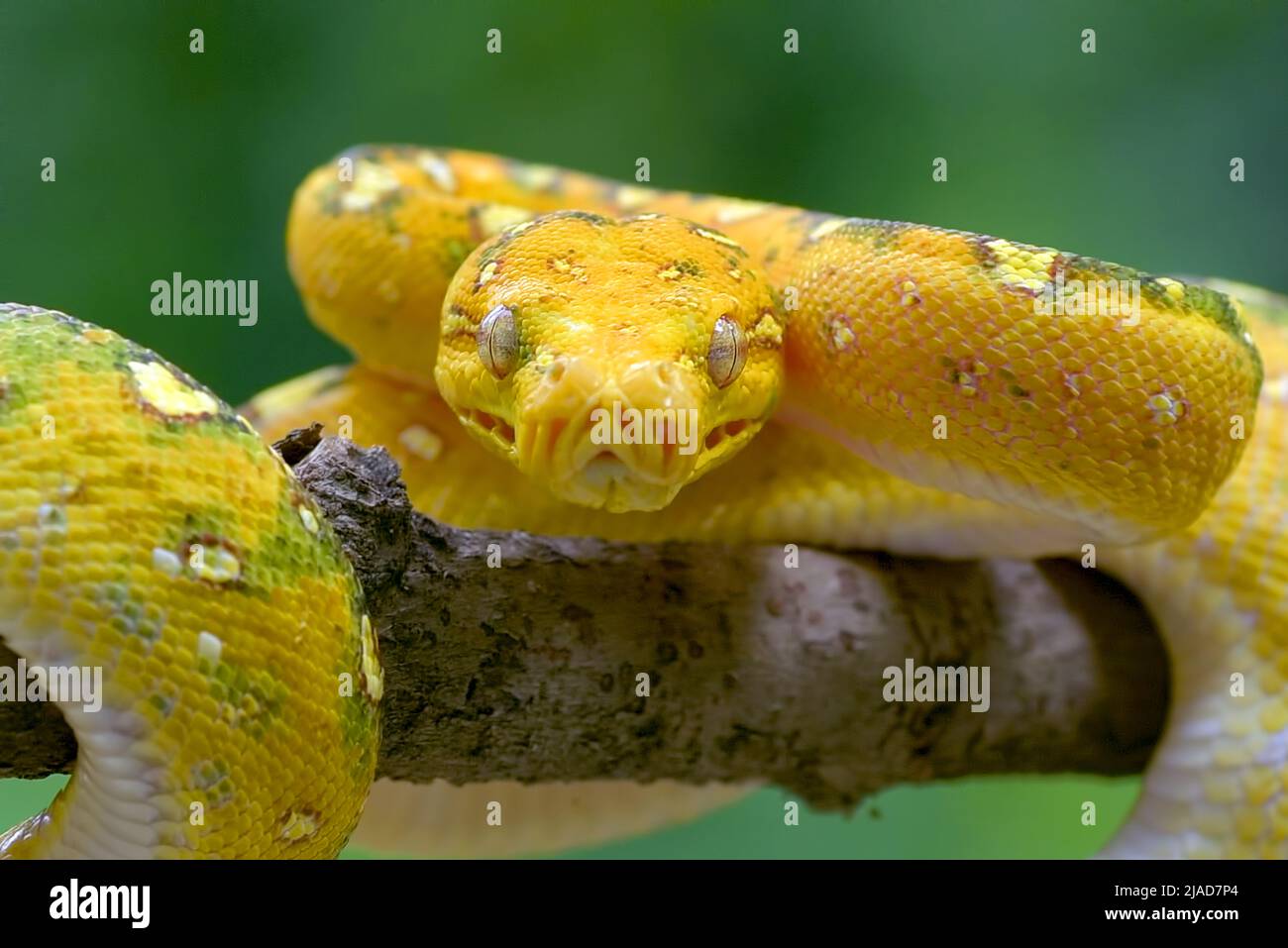 Primo piano di un python verde su un ramo, Indonesia Foto Stock