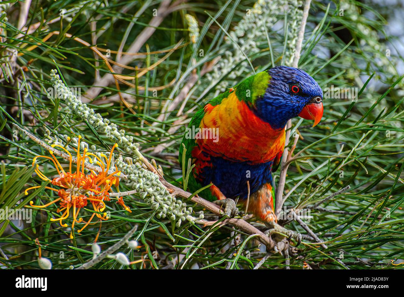 Rainbow Lorikeet che si nutrono di fiori nativi Grevillea, Australia Foto Stock