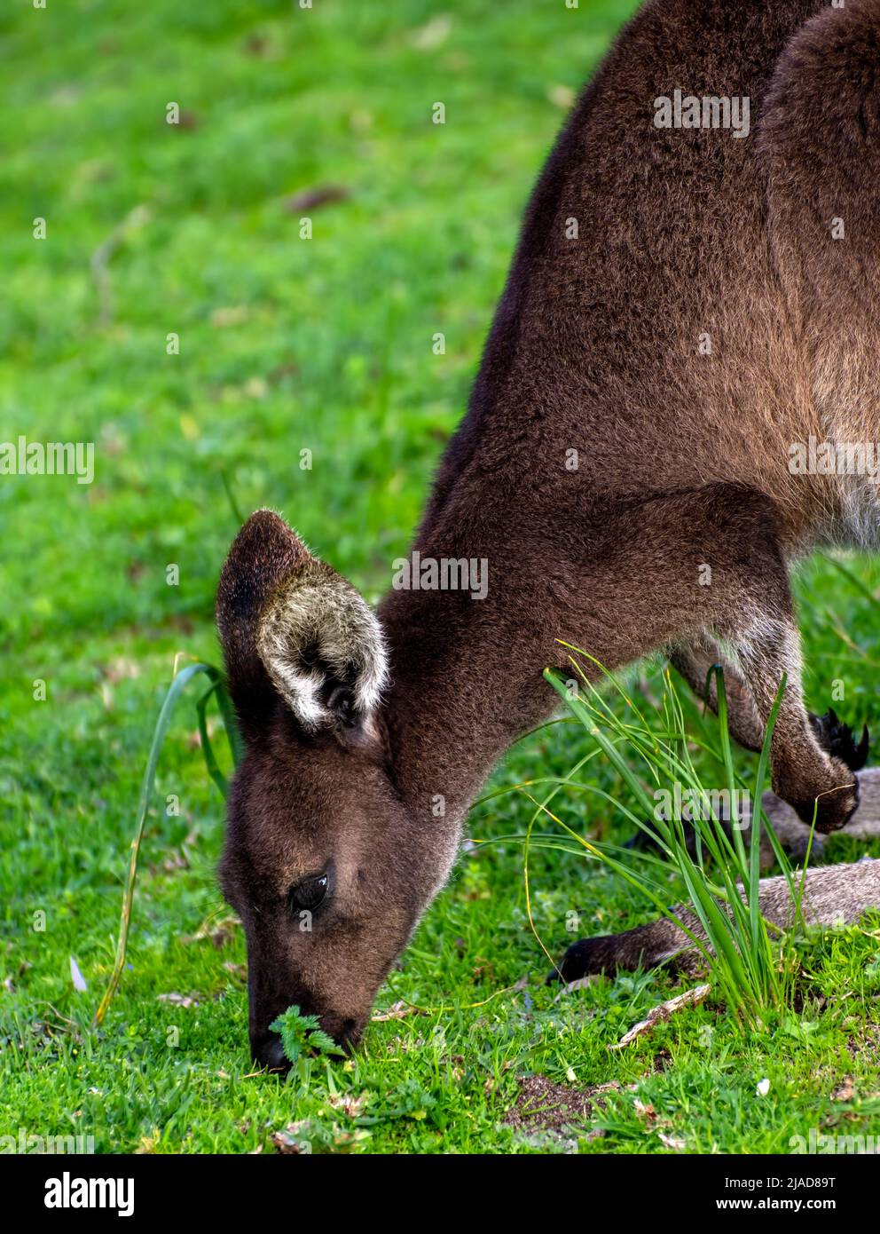 Primo piano di un canguro grigio occidentale (Macropus fuliginosus) che mangia erba, Australia occidentale, Australia Foto Stock
