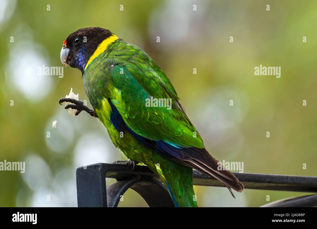 Il pappagallo australiano del collo dell'anello (Barnardius zonarius semitorquatus) arroccato su una parete che mangia una patata della patata, Australia occidentale, Australia Foto Stock