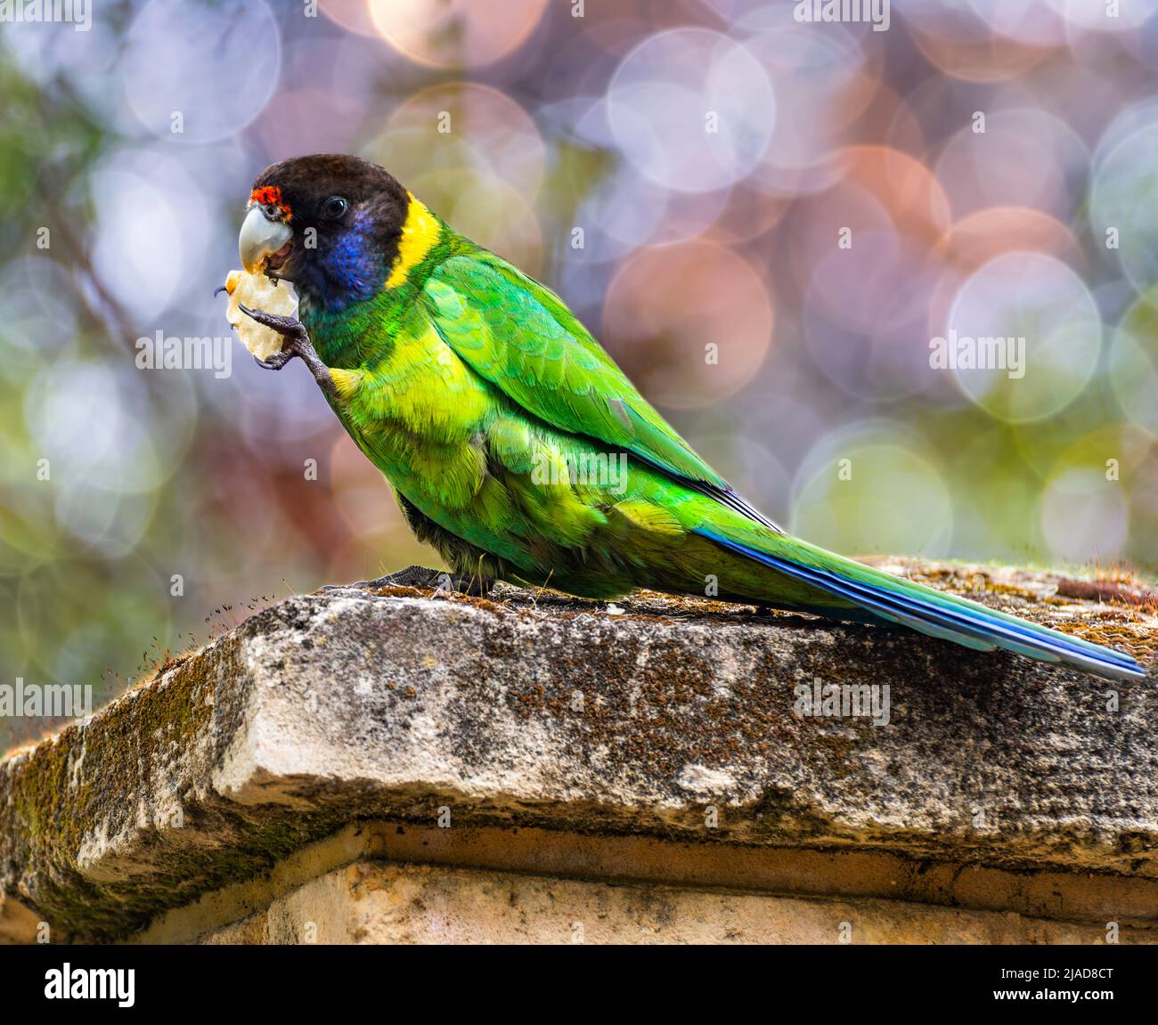Il pappagallo australiano del collo dell'anello (Barnardius zonarius semitorquatus) arroccato su una parete che mangia una patata della patata, Australia occidentale, Australia Foto Stock