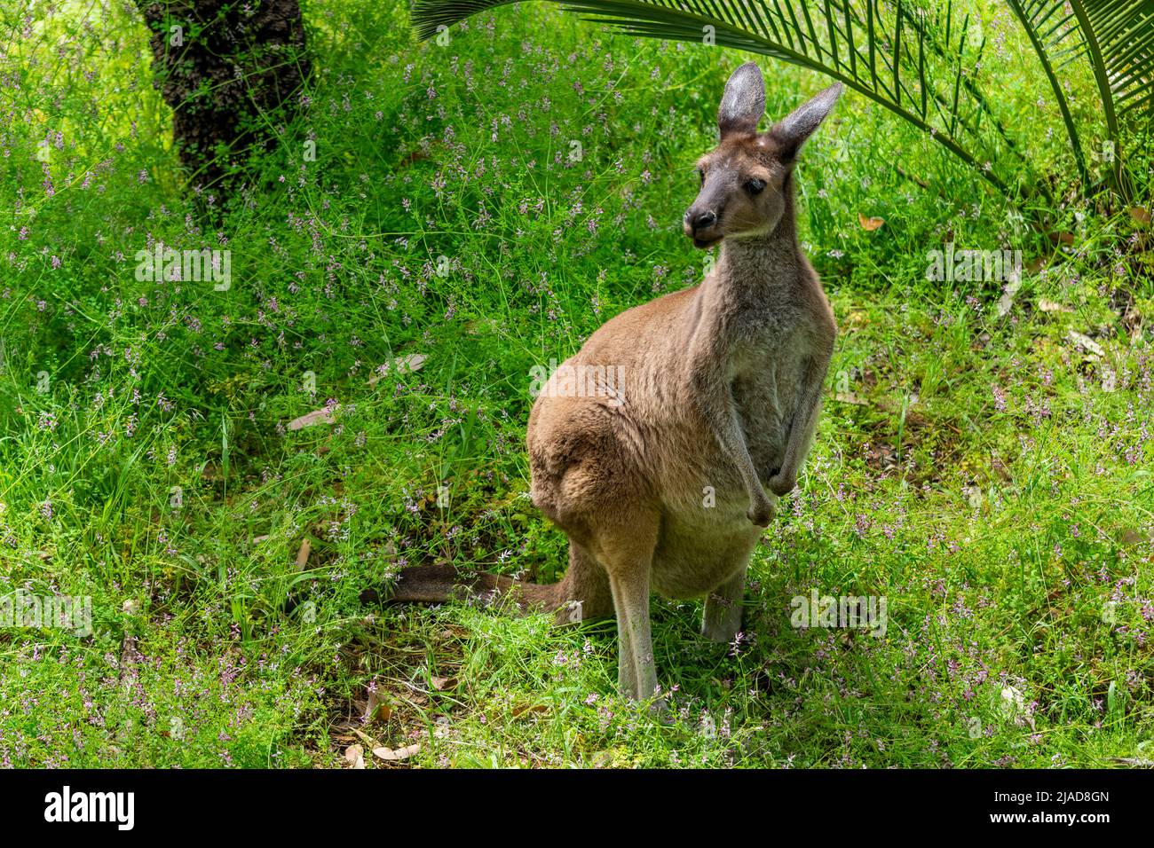 Ritratto di un canguro grigio occidentale (Macropus fuliginosus), Australia occidentale, Australia Foto Stock