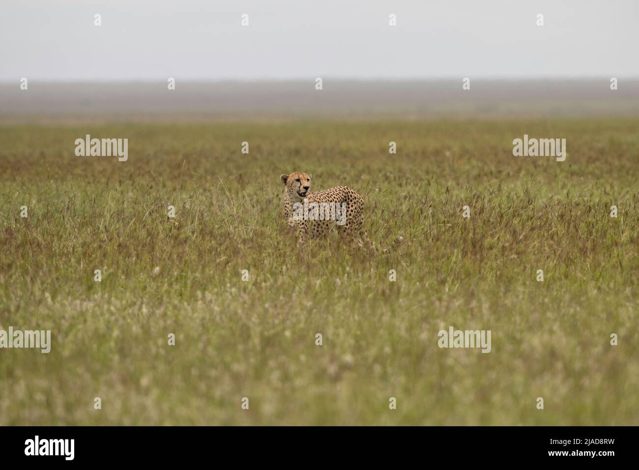 Cheeetah in piedi in alte erbe, Serengeti Foto Stock