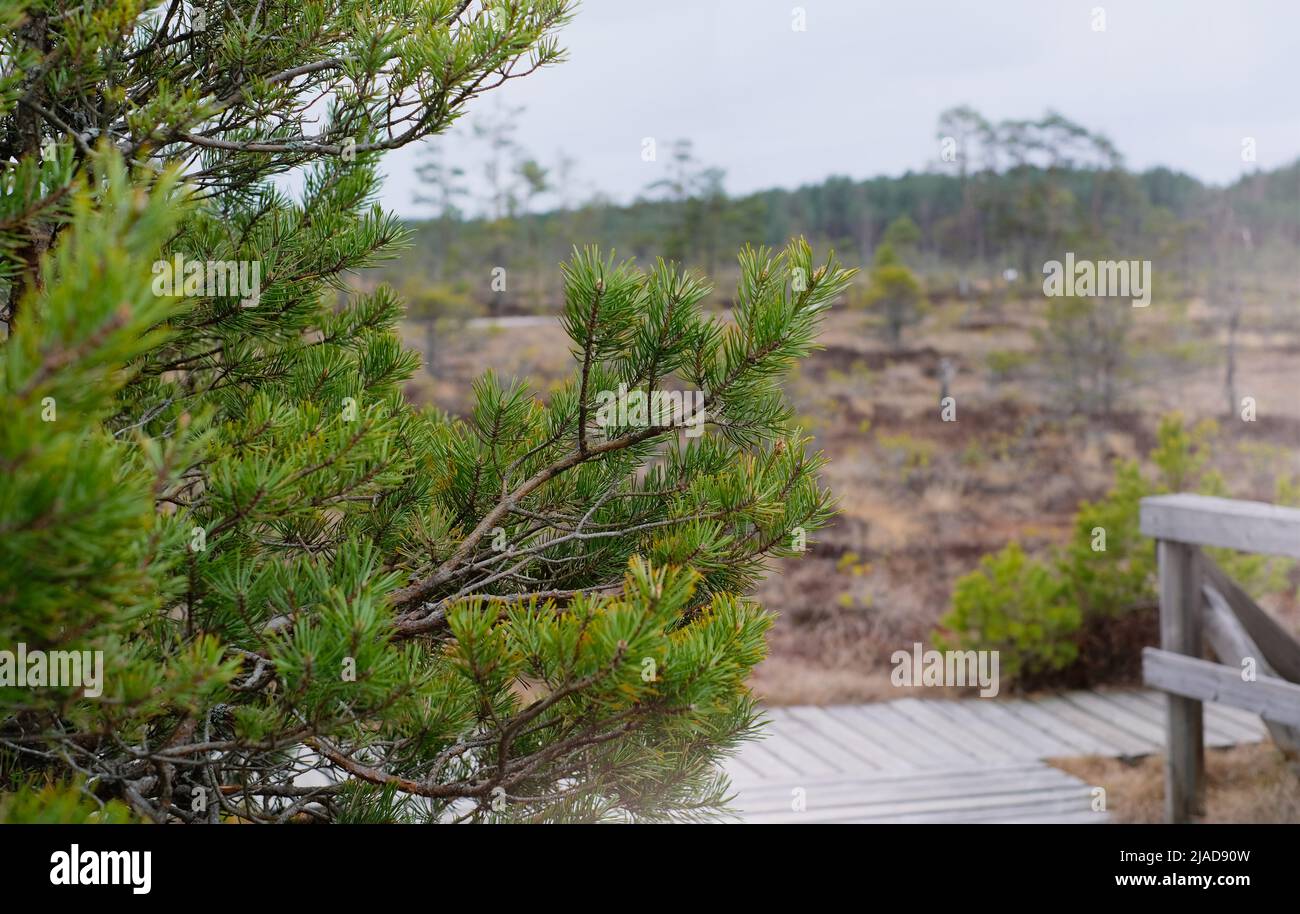 Un sentiero in legno nel Parco Nazionale Soomaa in Estonia tra la foresta e paludi in una giornata limpida Foto Stock