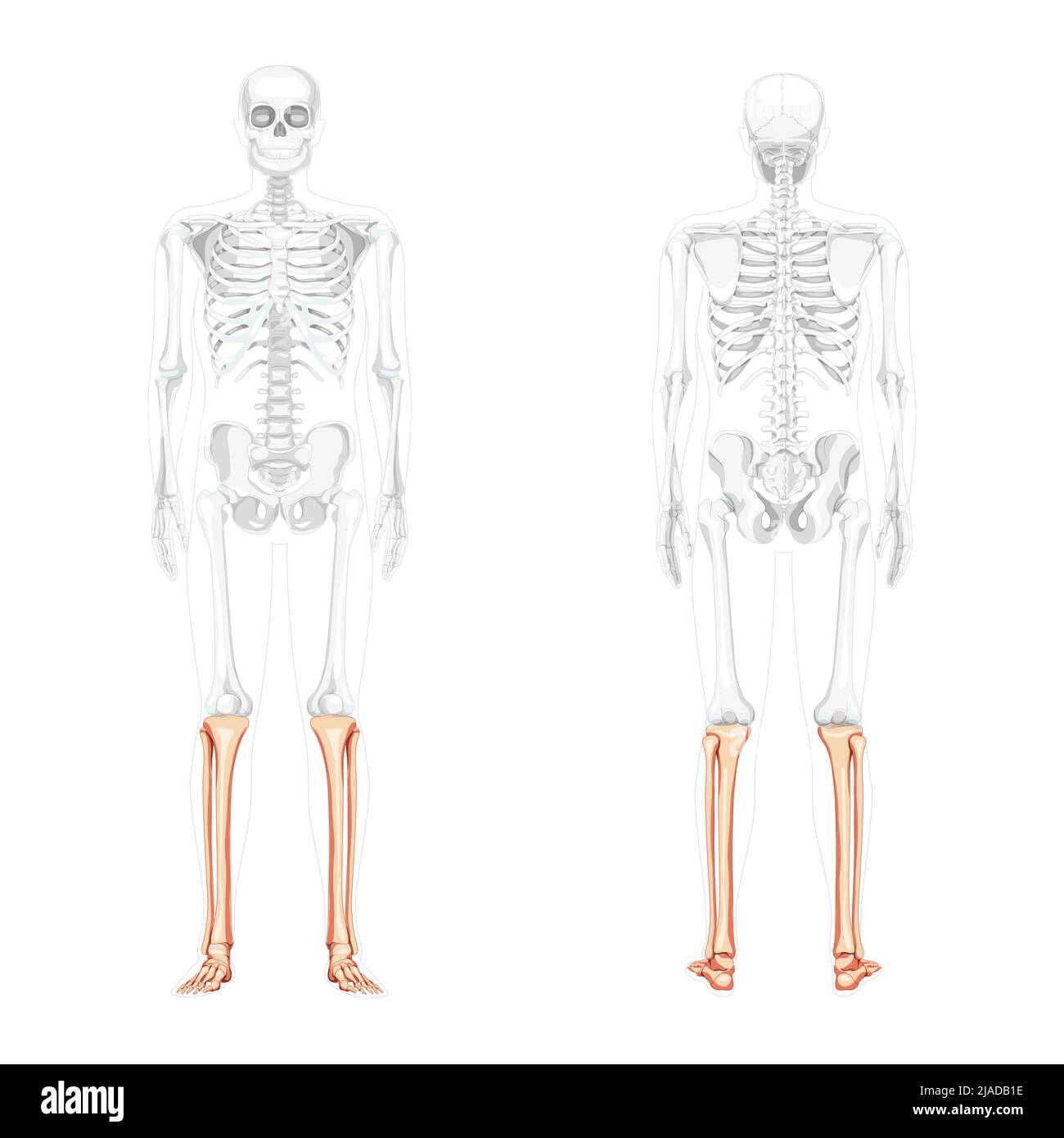 Scheletro gamba tibia, fibula, piede, caviglia Vista posteriore anteriore umana con posizione delle ossa parzialmente trasparente. 3D correzione anatomica concetto piatto realistico illustrazione vettoriale isolata su sfondo bianco Illustrazione Vettoriale