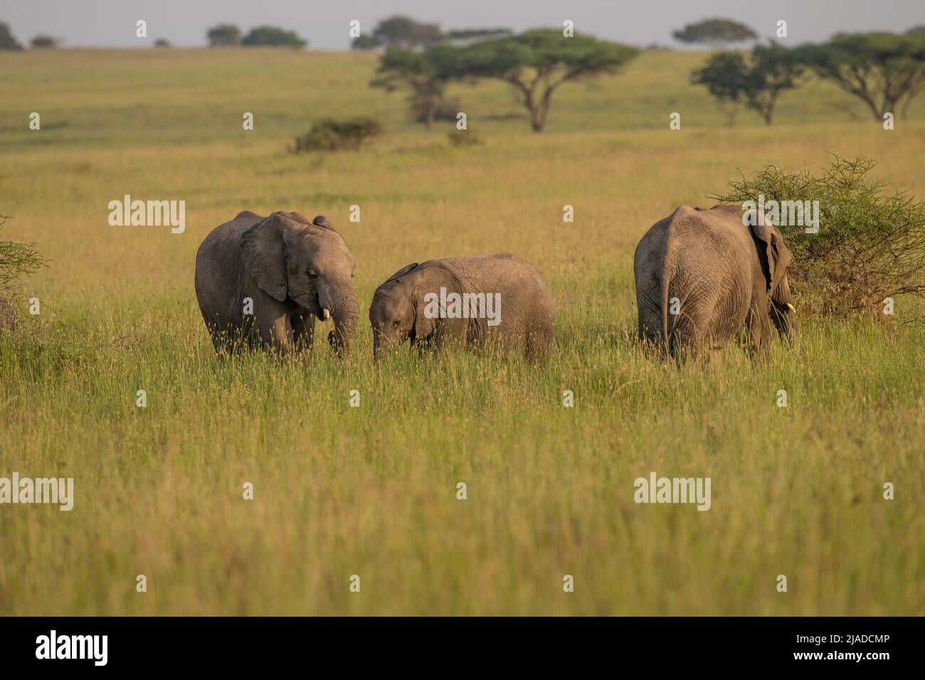 Elefanti del Parco Nazionale di Serengeti Foto Stock