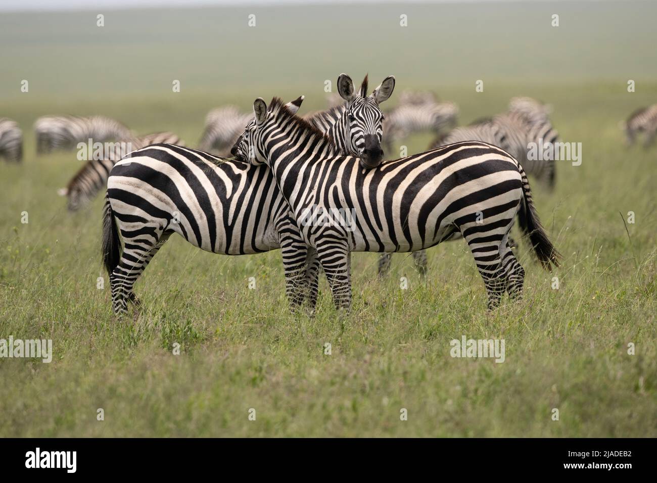 Teste di riposo zebre, Parco Nazionale Serengeti Foto Stock