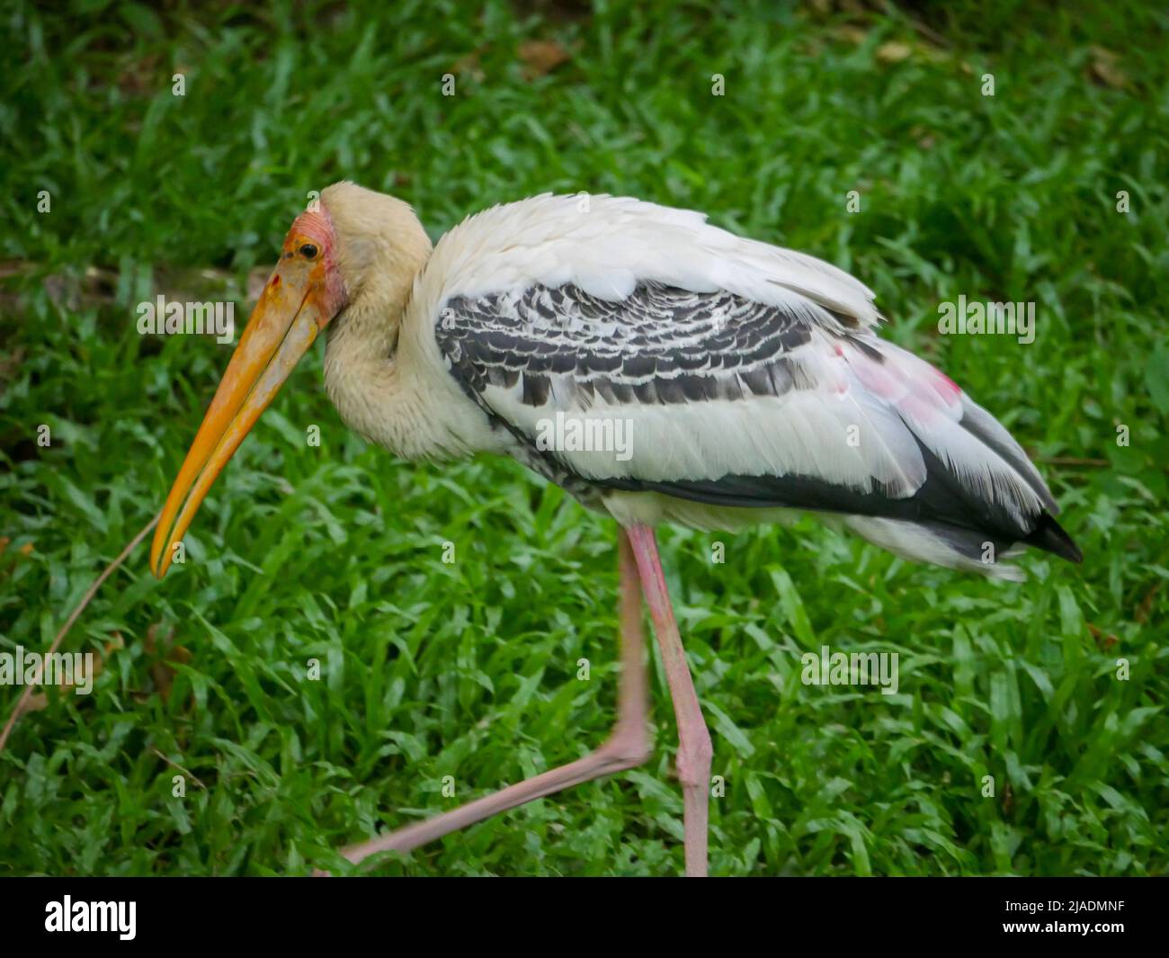 L'uccello bianco americano ibis (Eudocimus albus) è una specie di uccello della famiglia ibis che si trova a Park Foto Stock