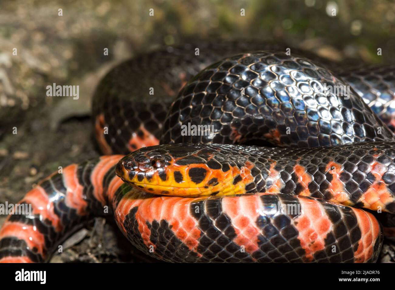 Serpente di fango orientale - Farancia abacura Foto Stock