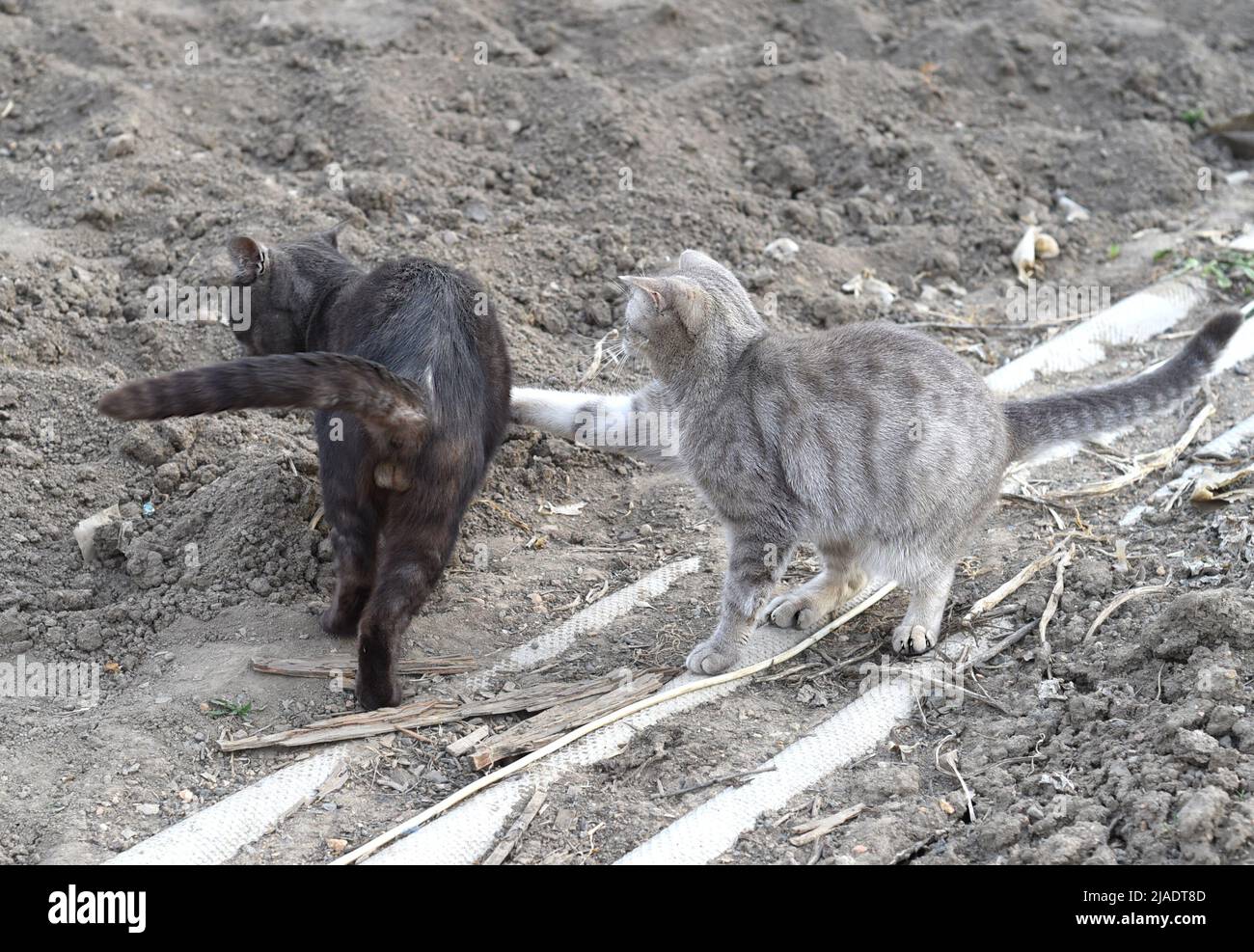 Gatto domestico grigio che combatte con gatto nero in zona rurale Foto Stock