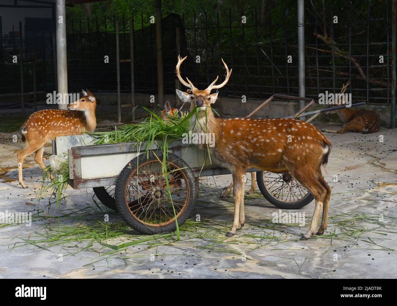 Cervo sika che si gode di cibo in Vietnam Foto Stock