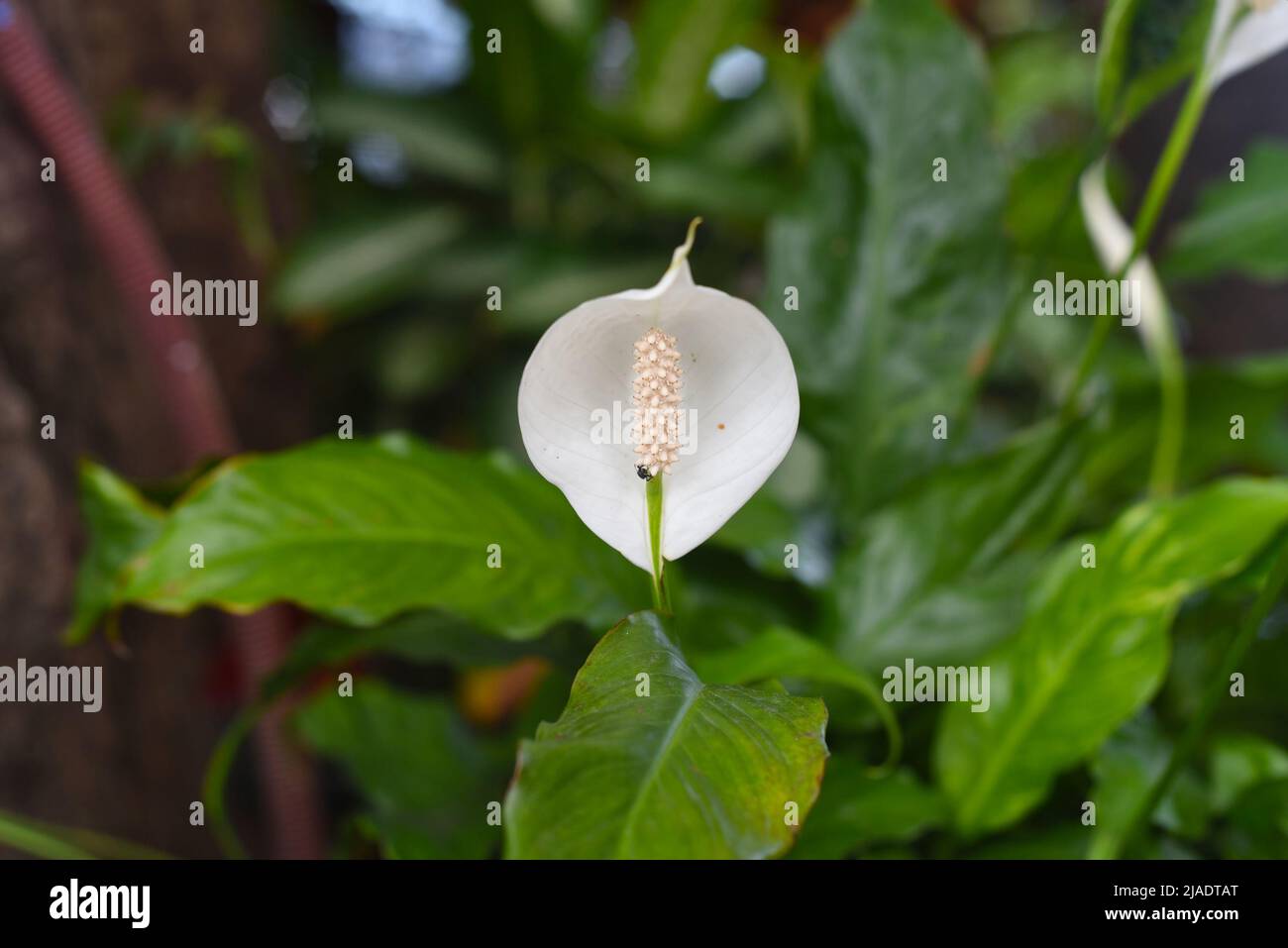 Spathiphyllum cochlearispathum comunemente chiamato giglio di pace che cresce in Vietnam Foto Stock