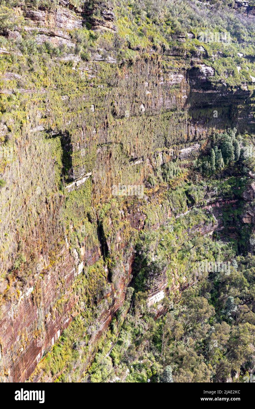 Giardini pendenti della valle lorda nelle Blue Mountains NSW, una parete di roccia verticale coperta di piante nella valle, NSW, Australia Foto Stock