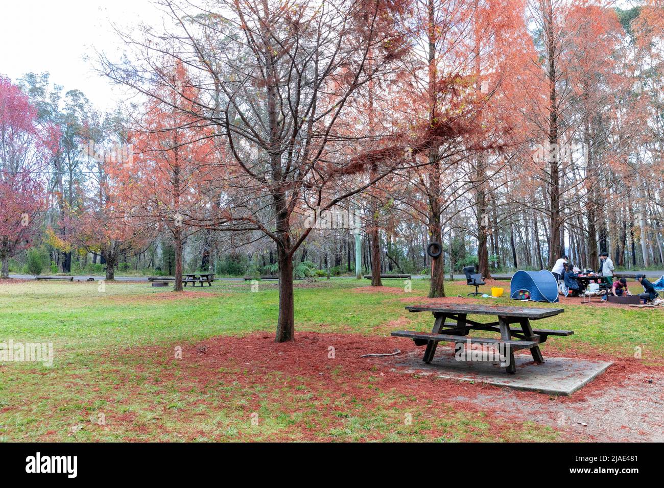 Il campeggio della Cattedrale a Mount Wilson, il parco nazionale delle Blue Mountains, offre campeggi gratuiti, NSW, Australia in un giorno d'autunno Foto Stock