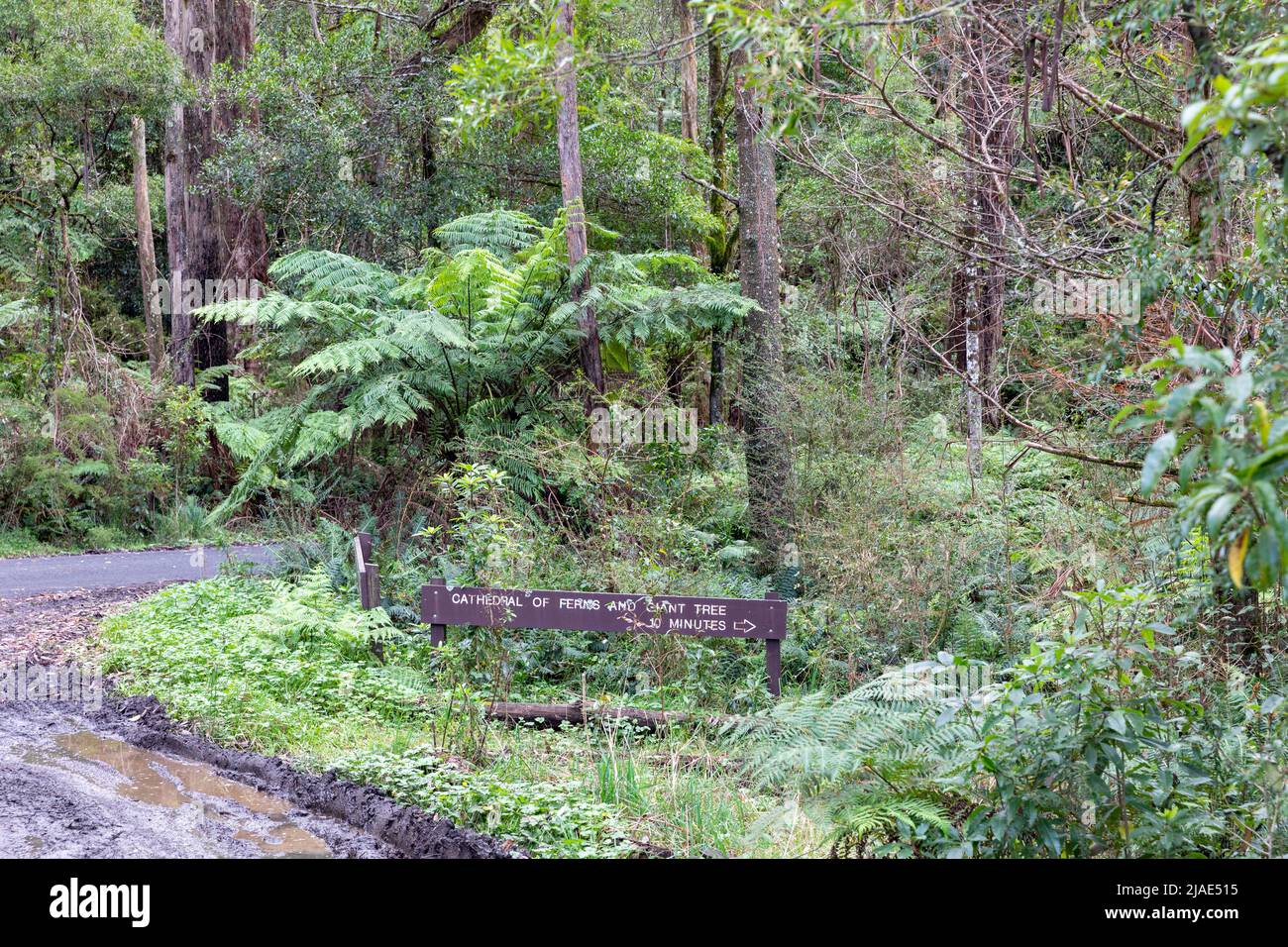 La cattedrale di Ferns e il cartello dell'albero gigante in Mount Wilson, regione delle Blue Mountains, NSW, Australia Foto Stock