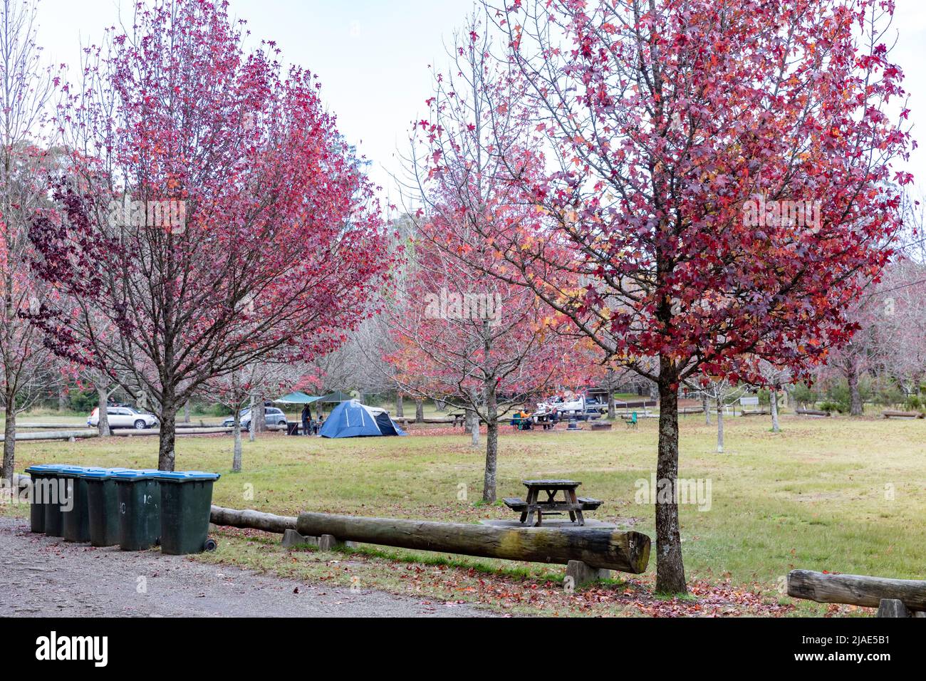 Il campeggio della Cattedrale a Mount Wilson, il parco nazionale delle Blue Mountains, offre campeggi gratuiti, NSW, Australia in un giorno d'autunno Foto Stock