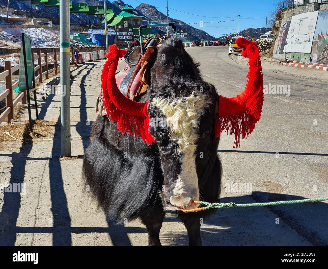 Sikkim, India - 1 gennaio 2021: Yak sulla strada in Sikkim Foto Stock