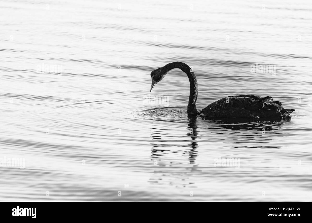 Cigno nero sul fiume con ondulazioni in bianco e nero Foto Stock