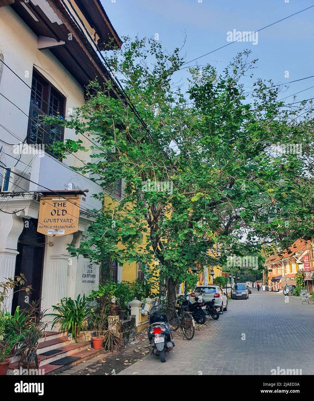 Fort Kochi, Kerala India - 11 marzo 2022: Albero nella strada in Fort kochi Foto Stock