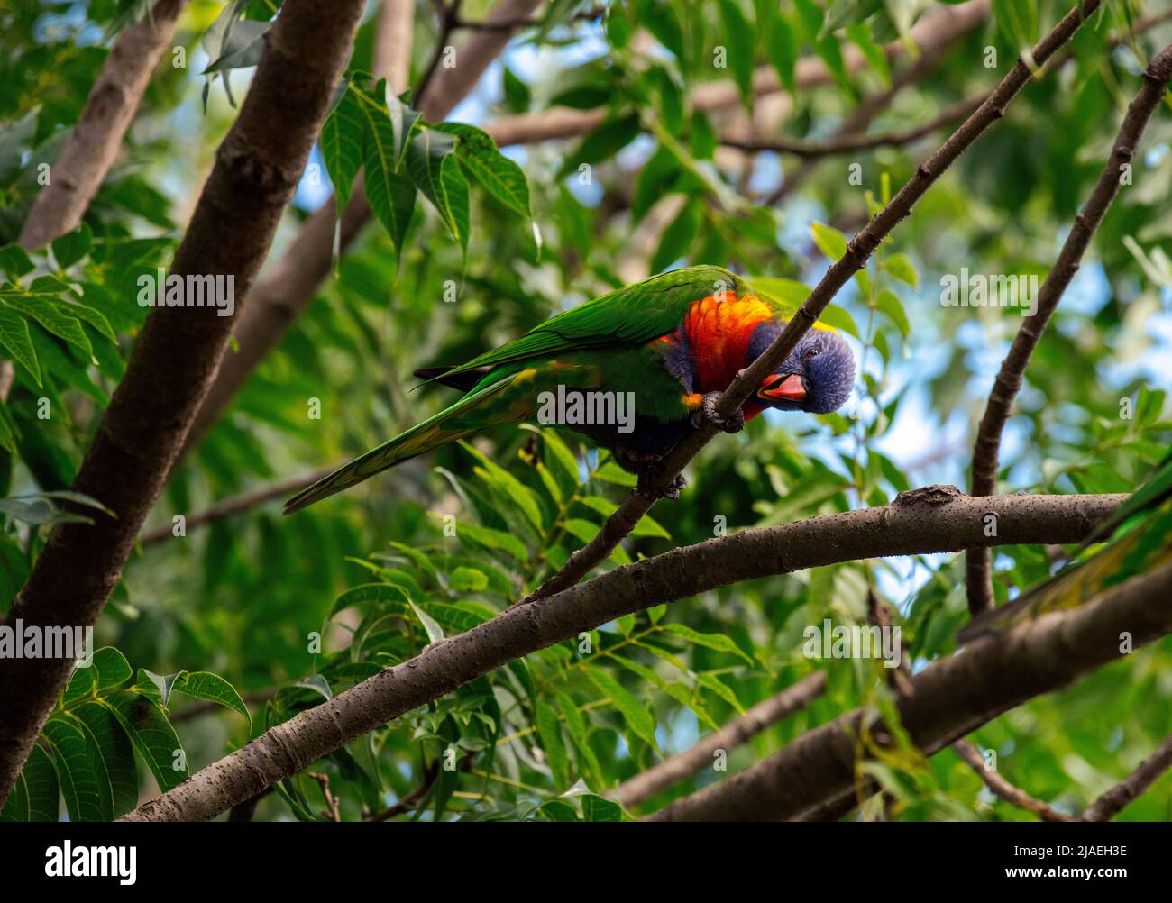 Un arcobaleno Lorikeet (Trichoglossus moluccanus) arroccato su un albero a Sydney, NSW, Australia (Foto di Tara Chand Malhotra) Foto Stock