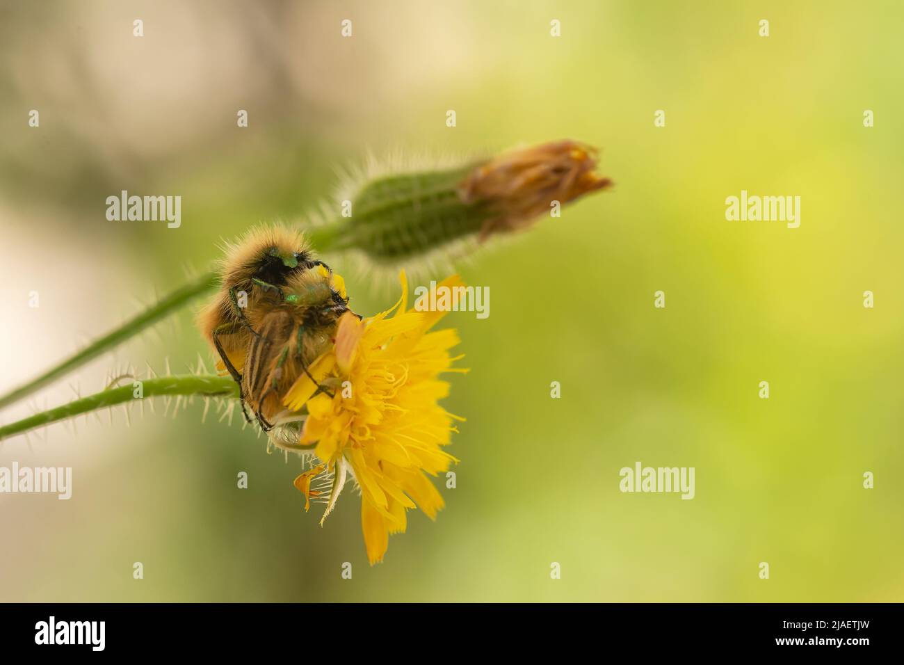 Eulasia nitidicollis coleotteri glaphyrid che si accoppiano sopra un fiore. Foto macro. Foto Stock