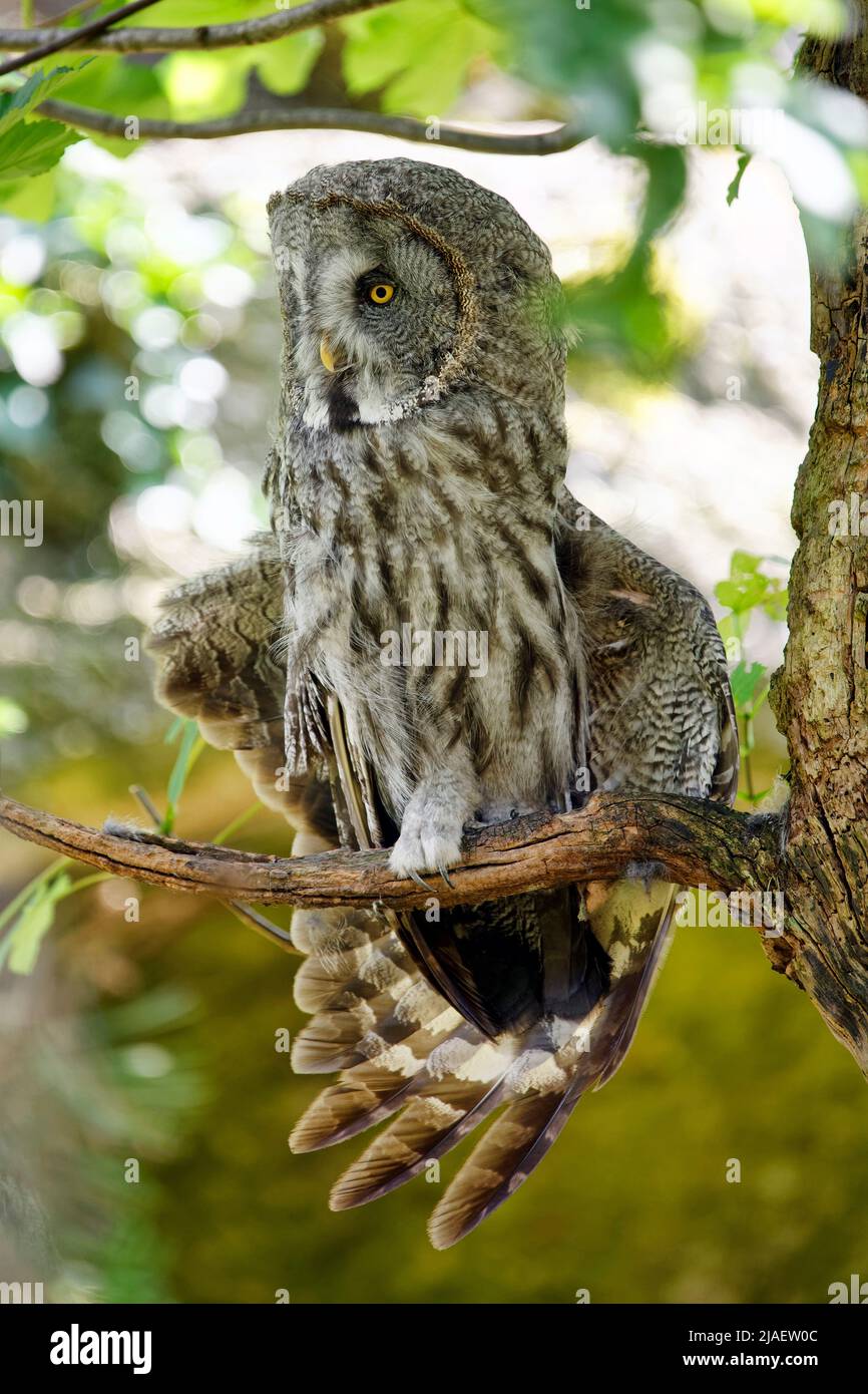 Grande gufo grigio - Strix nebulosa Foto Stock