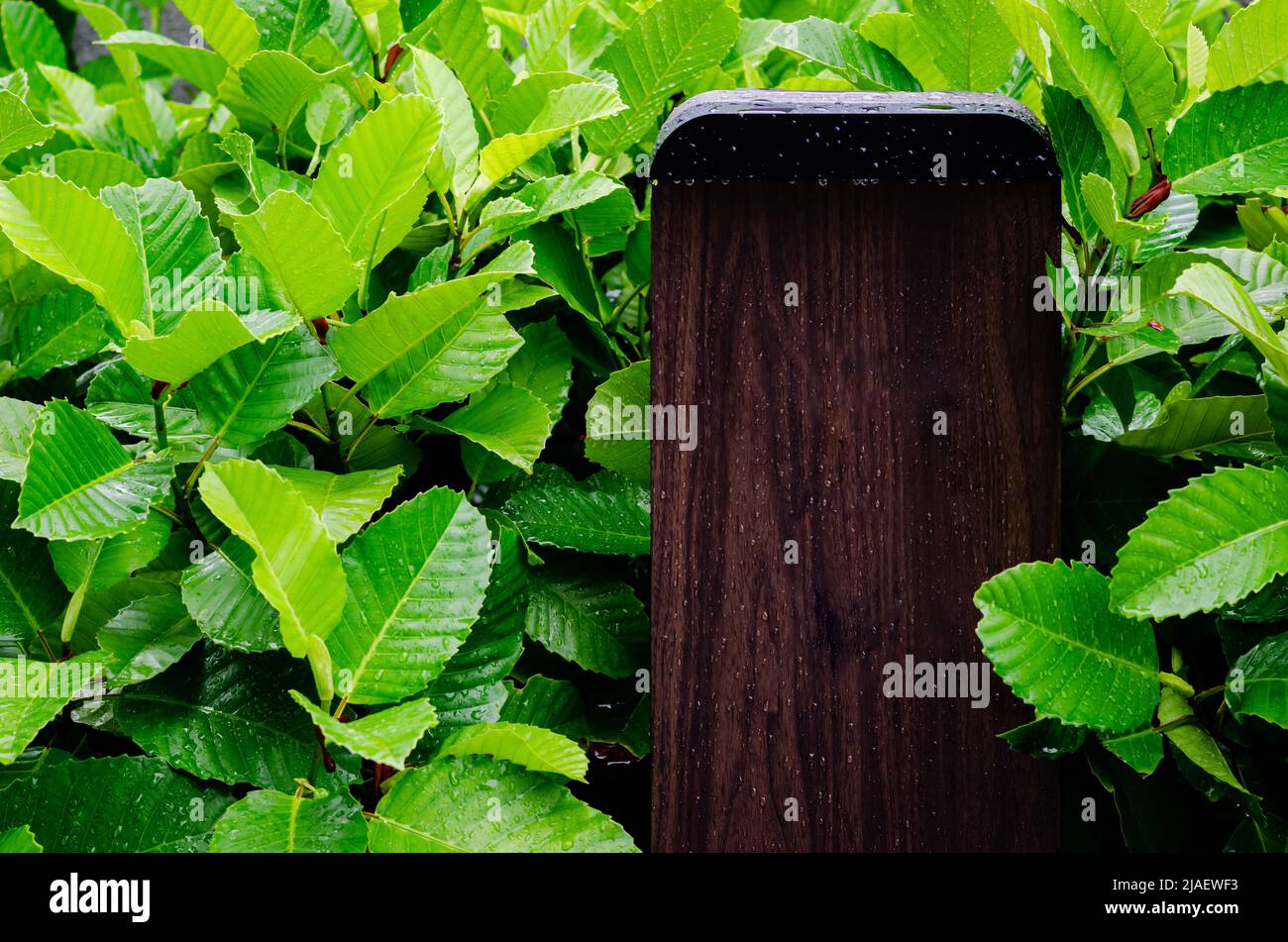 Segno di legno con spazio vuoto per la parola stand con cespuglio di verde foglie albero sfondo. Foto Stock