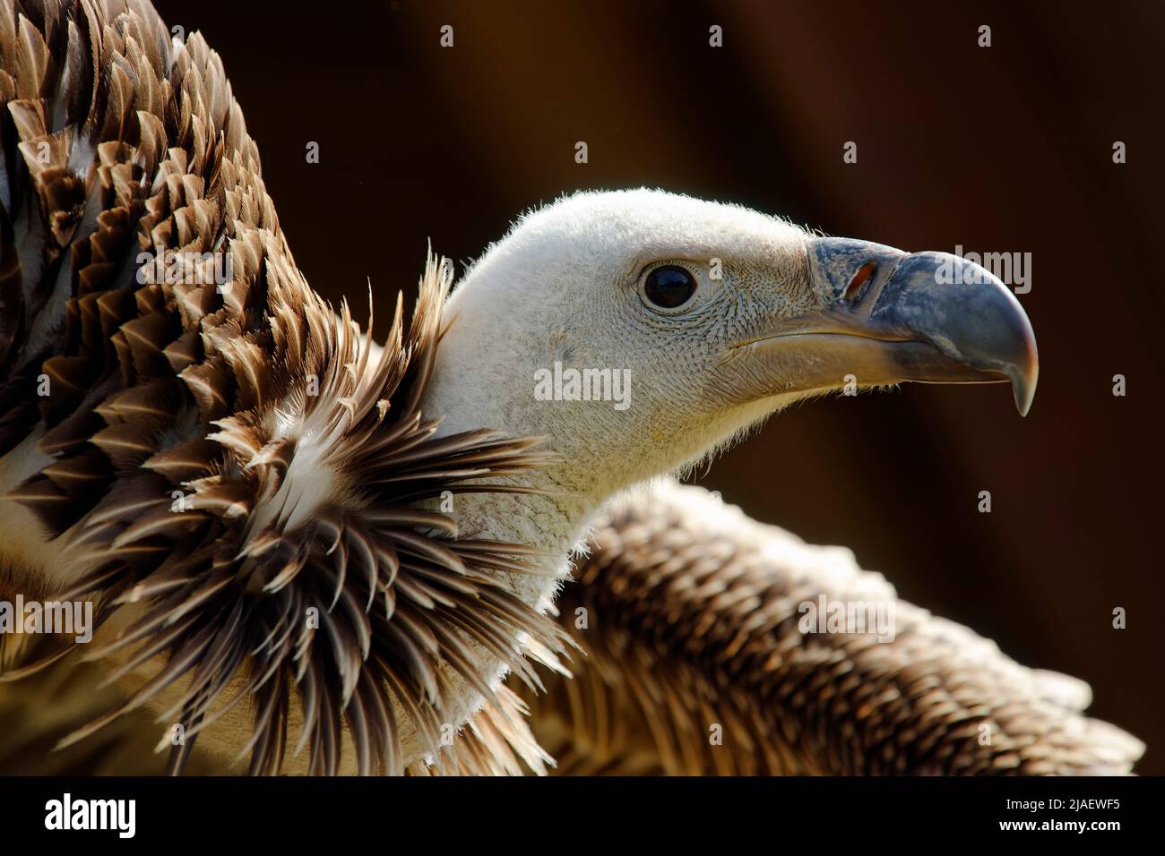 Rüppell il vulture - Gyps rueppelli Foto Stock